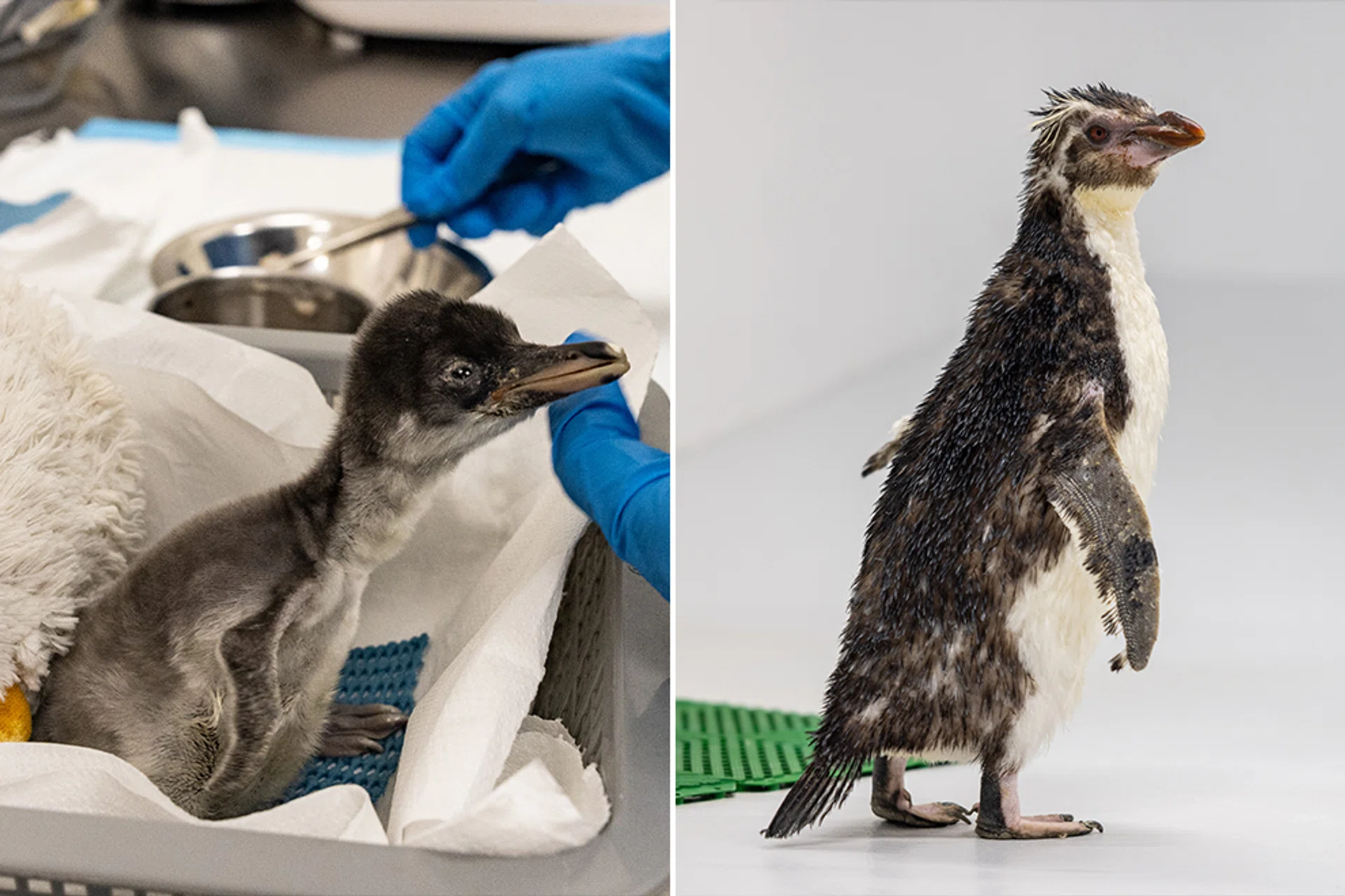 One of the two newly hatched gentoo chicks (left) and Pascale (right), a rescued northern rockhopper penguin.