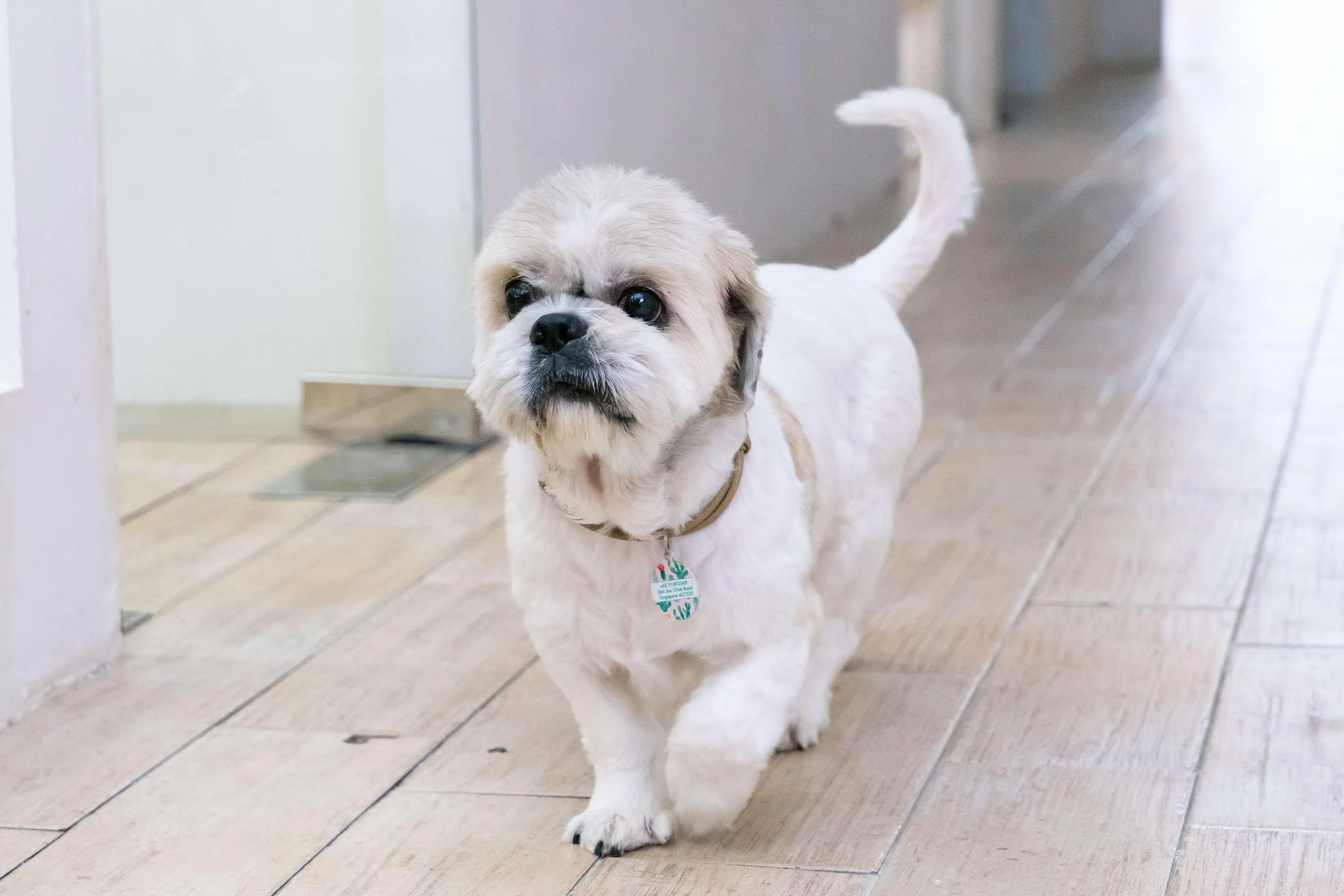 What do you know about breed-related traits in dogs?