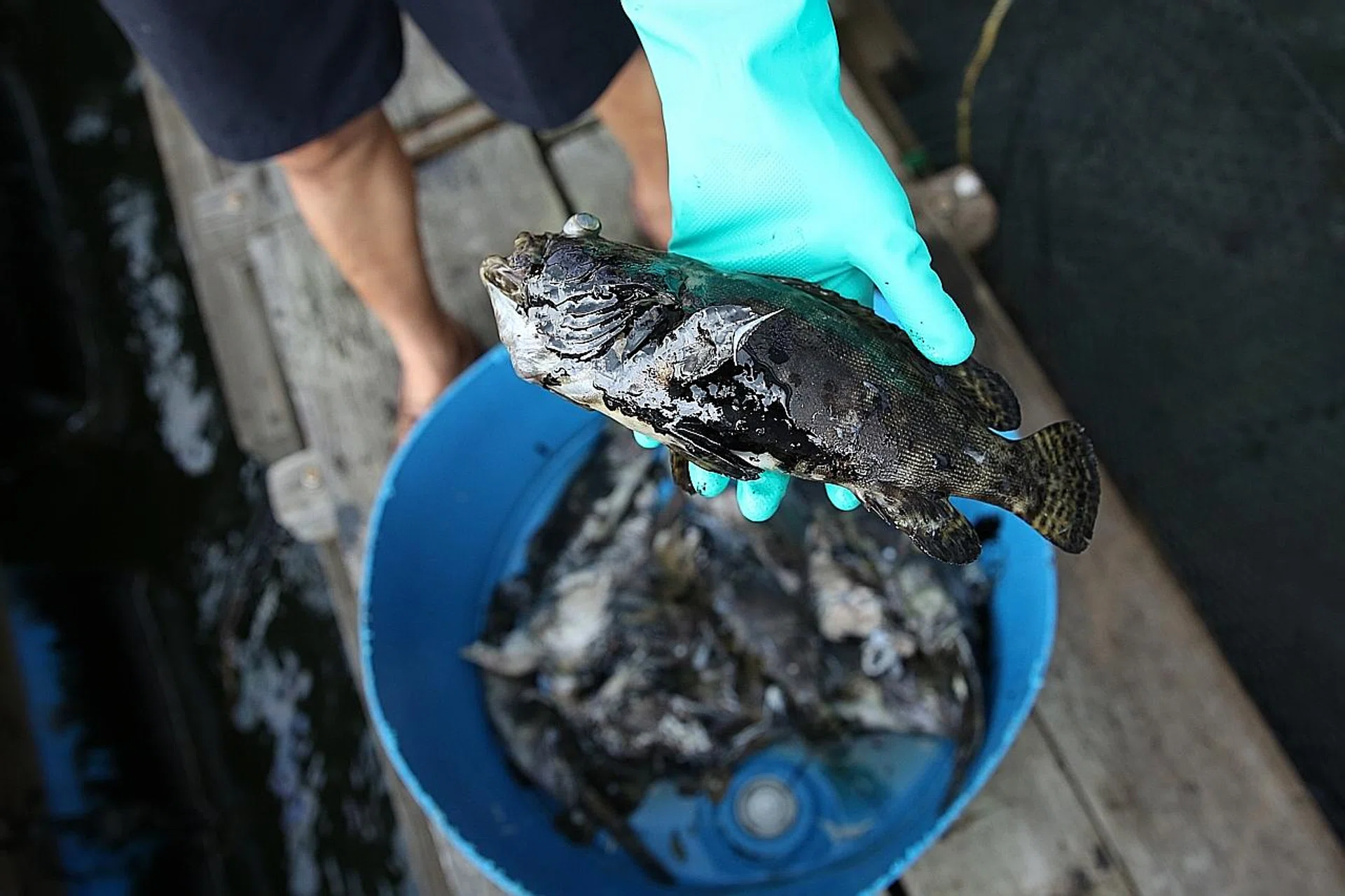 Timothy Ng, operations manager of 2 Jays fish farm, holding fish that died, covered in oil.