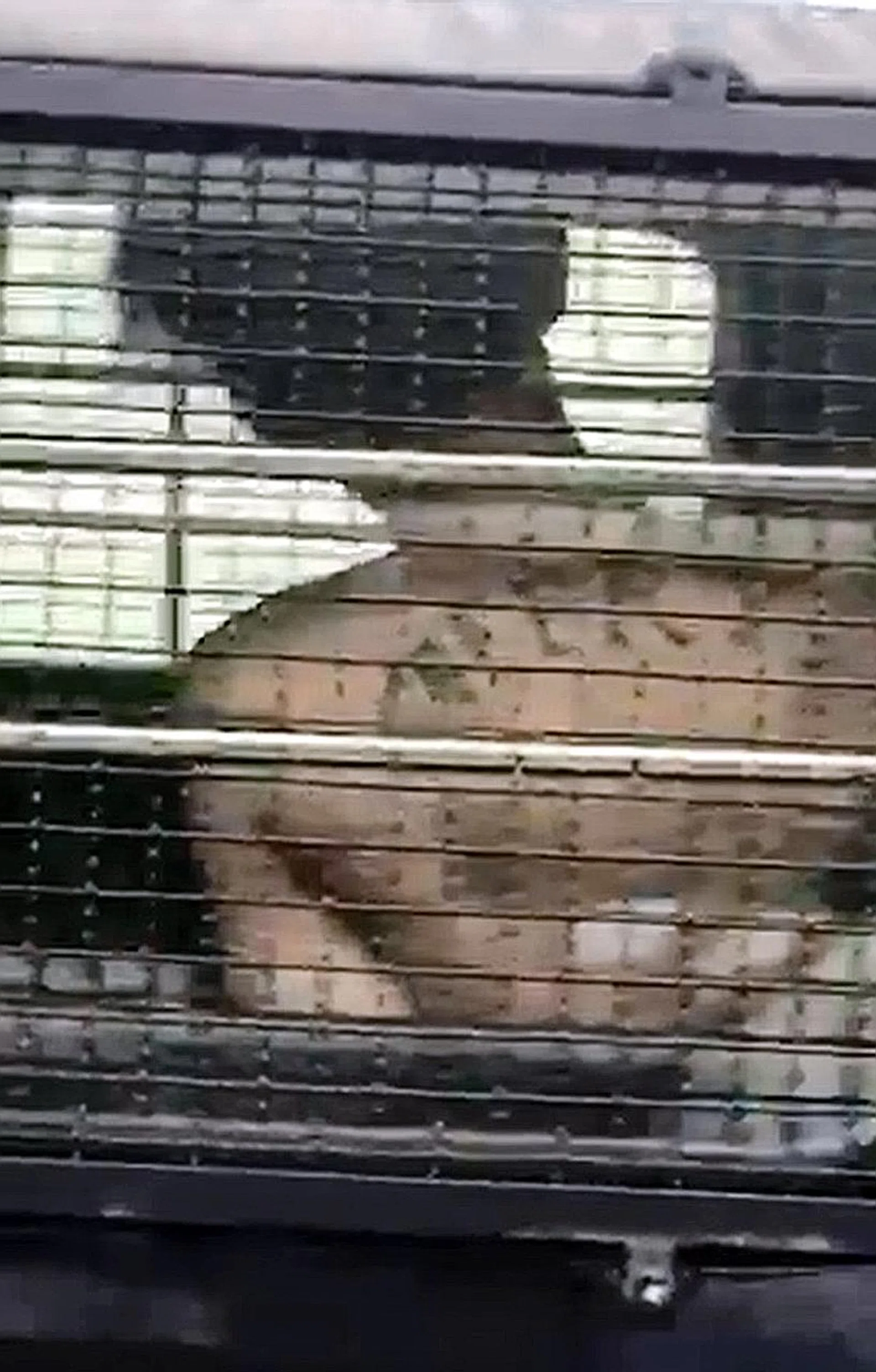 Up to 50 police officers were involved in the search, which ended after the suspect (above) was found and hauled away.
