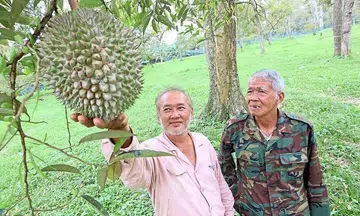 Durians 'acting up' and quality has dropped, say Johor farmers