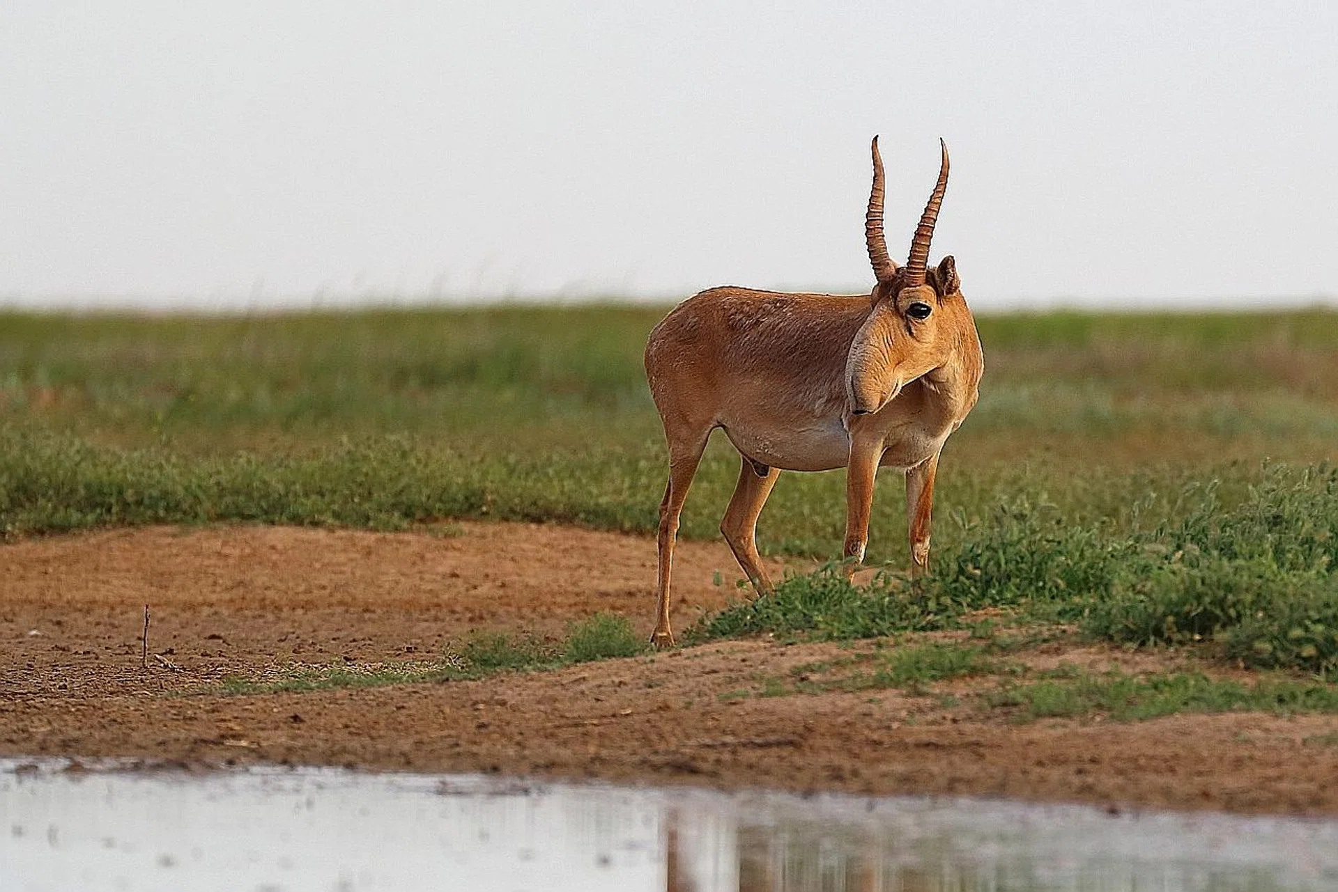 A male saiga in the Stepnoi Reserve in Russia.