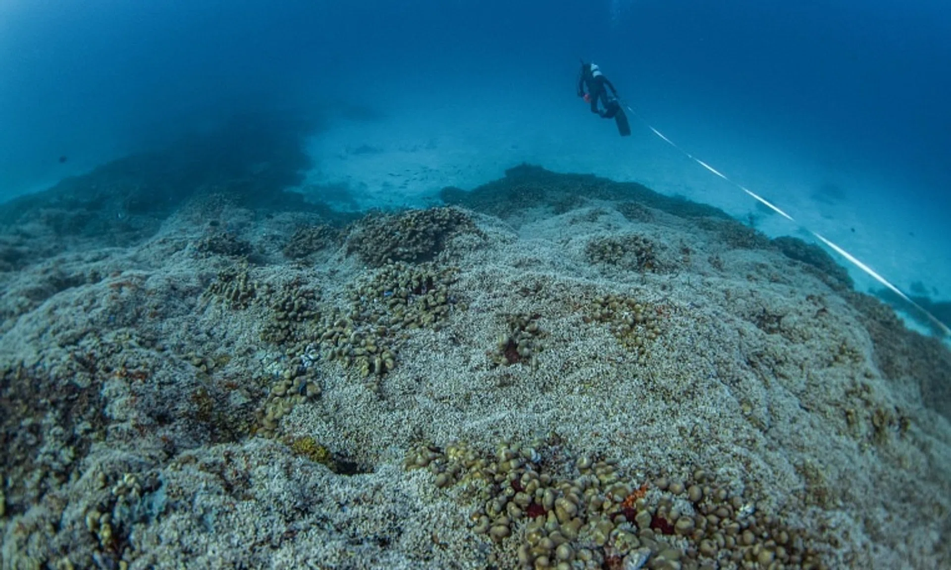 A diver from National Geographic Pristine Seas measures the world’s largest coral colony in the Solomon Islands. 