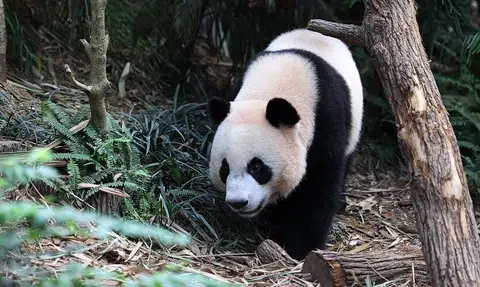 Singapore-born panda Le Le will be returned to China in December
