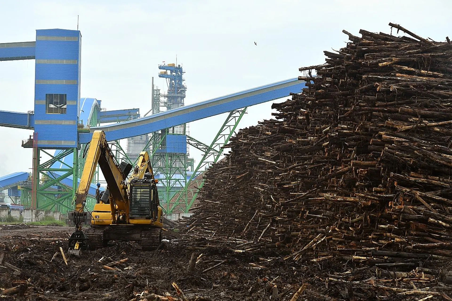 Satellite imagery and company deeds showed almost 8,000ha of forest and peatland had been cleared by concessions linked to APP. 