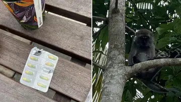 Feeling under the weather? Monkey snatches woman's antidepressants and eats them