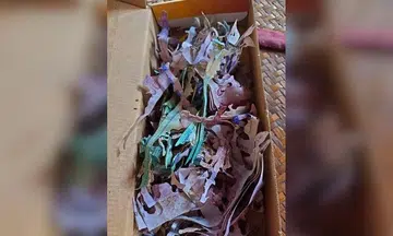 Reduced to shreds: Malaysian grandma's $8,700 savings eaten by termites