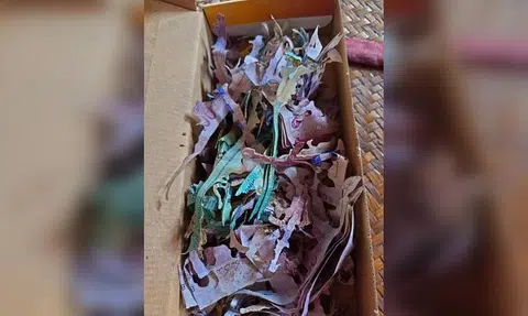 Reduced to shreds: Malaysian grandma's $8,700 savings eaten by termites