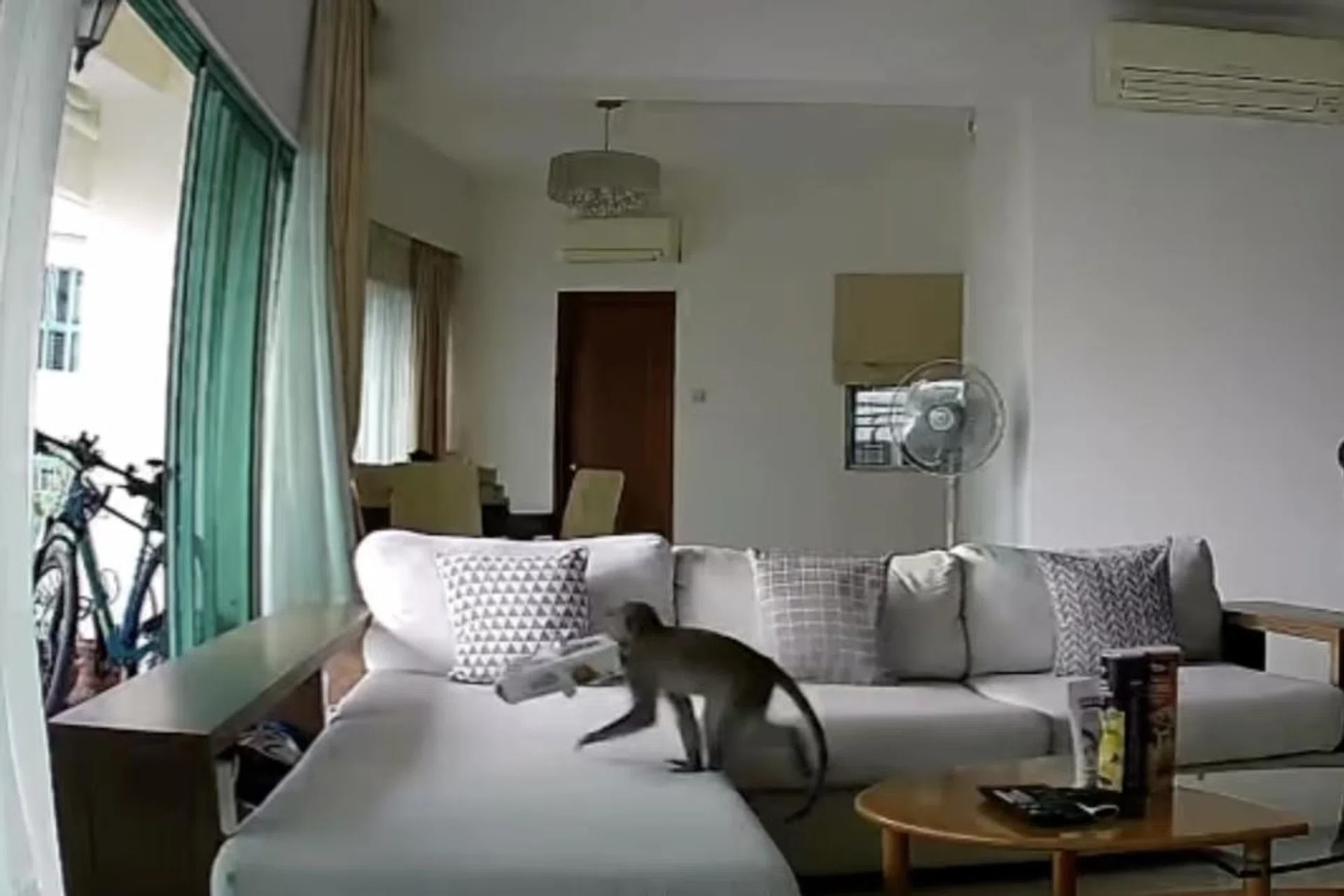 The brazen theft, caught on the resident’s CCTV camera on July 19 at 6.25pm, shows the monkey casually strolling into the living room through open balcony doors.