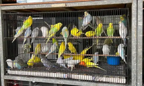 Over 60% of bird shops islandwide fail one or more basic welfare conditions: Acres
