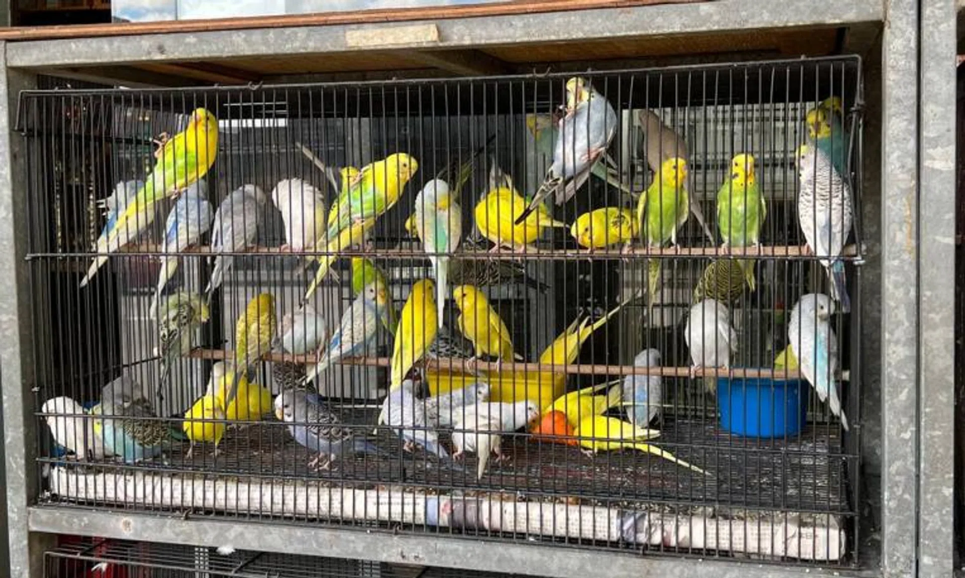 More than 40 per cent of the birds in the shops lived in an overcrowded cage.