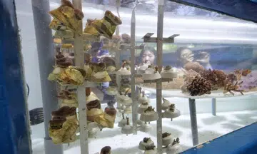 Even corals grow up in HDB-style homes in Singapore