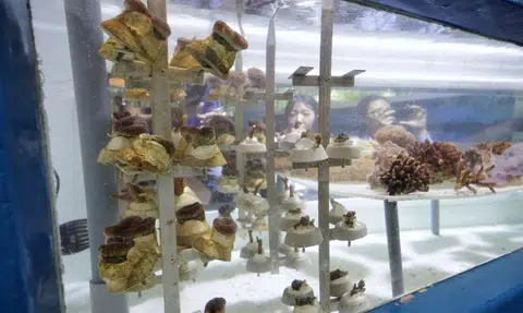 Even corals grow up in HDB-style homes in Singapore