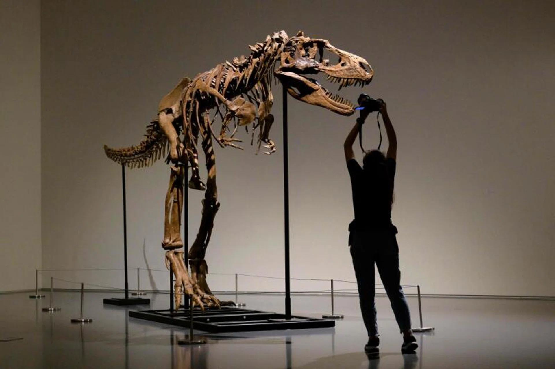 The Gorgosaurus sale will mark the first time Sotheby's has auctioned a full dinosaur skeleton since 1997.