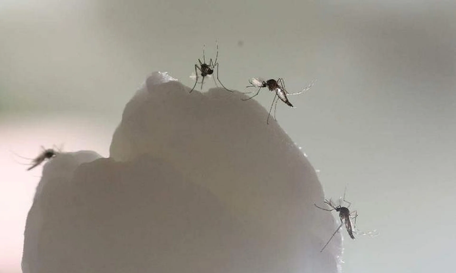 Zika is a virus infection transmitted by the bite of an infected Aedes mosquito.