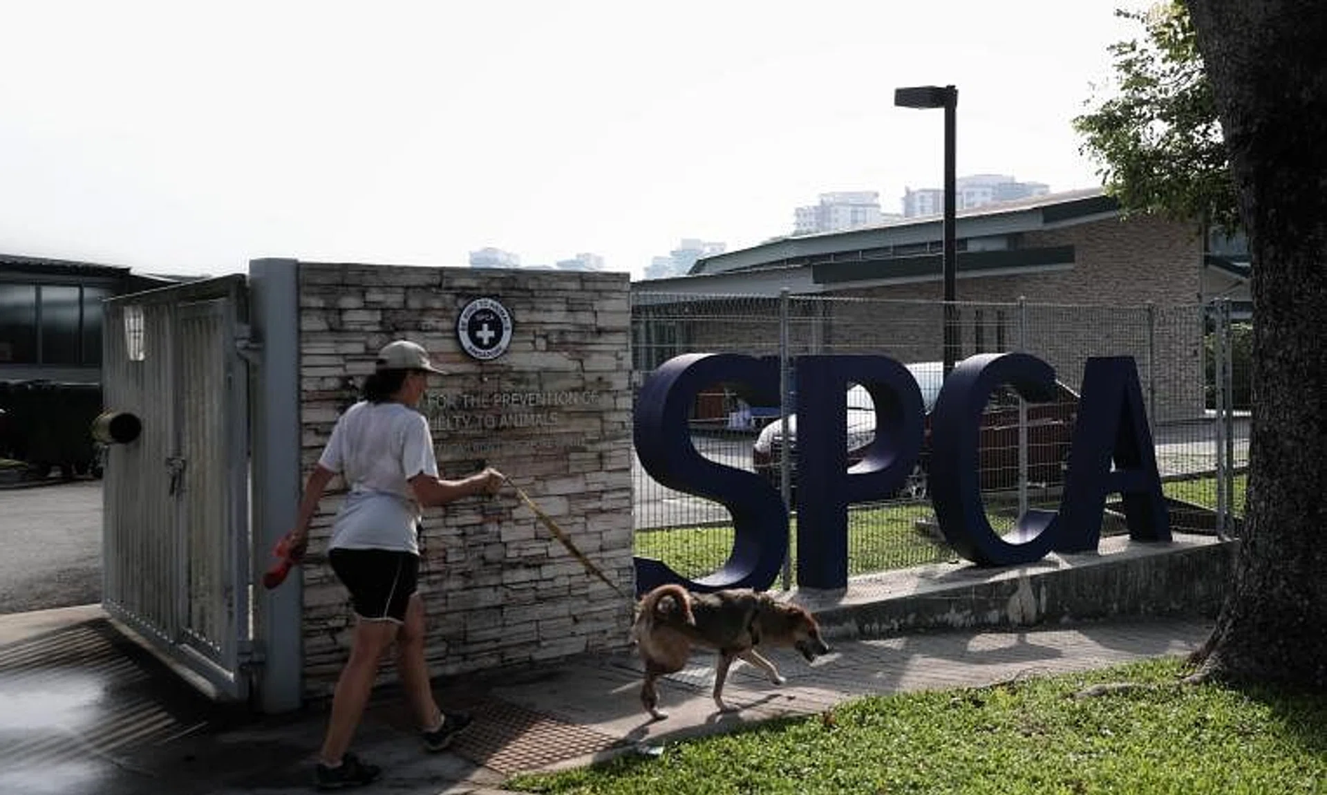 There were 48 cases reported to the SPCA in 2019, 20 cases in 2020, 30 cases in 2021 and 35 cases in 2022. 