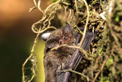 A Javan pipistrelle spotted during a survey by the team around halls of residence 8, 9, 10 and 11 in NTU.