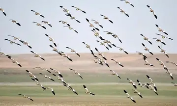 New initiative to protect migratory birds and habitats