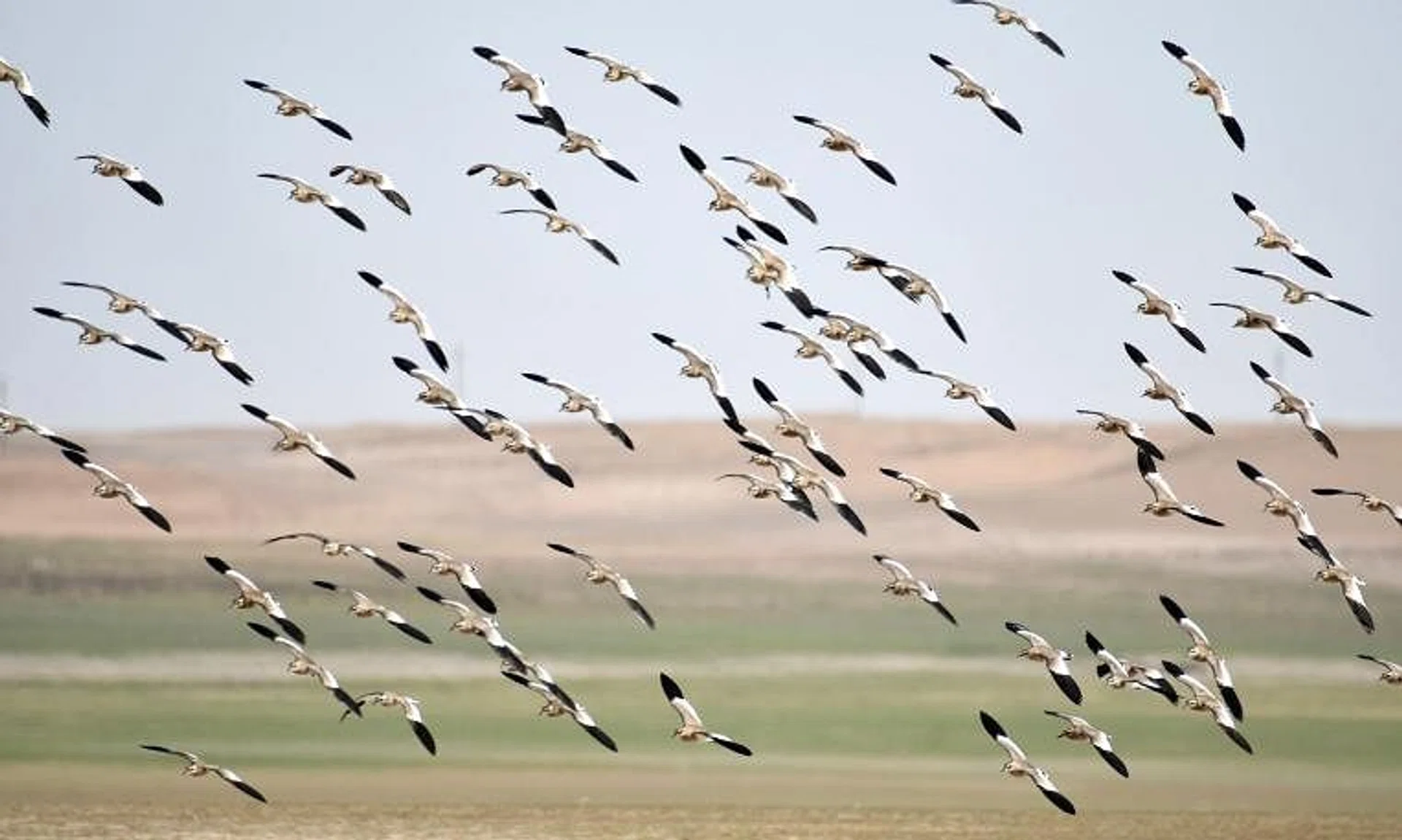The Central Asian Flyway is home to 605 migratory bird species from 84 families.