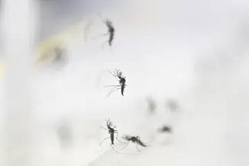 2 Zika cases in Woodlands; NEA says surveillance suggests persistent virus signals in the area
