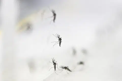 2 Zika cases in Woodlands; NEA says surveillance suggests persistent virus signals in the area