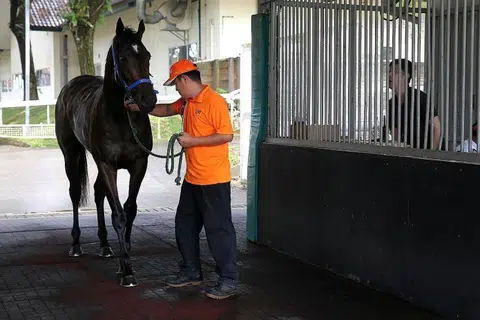 No horsing around before a race
