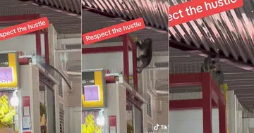 Stealthy monkey swipes banana under busy stallholder's nose