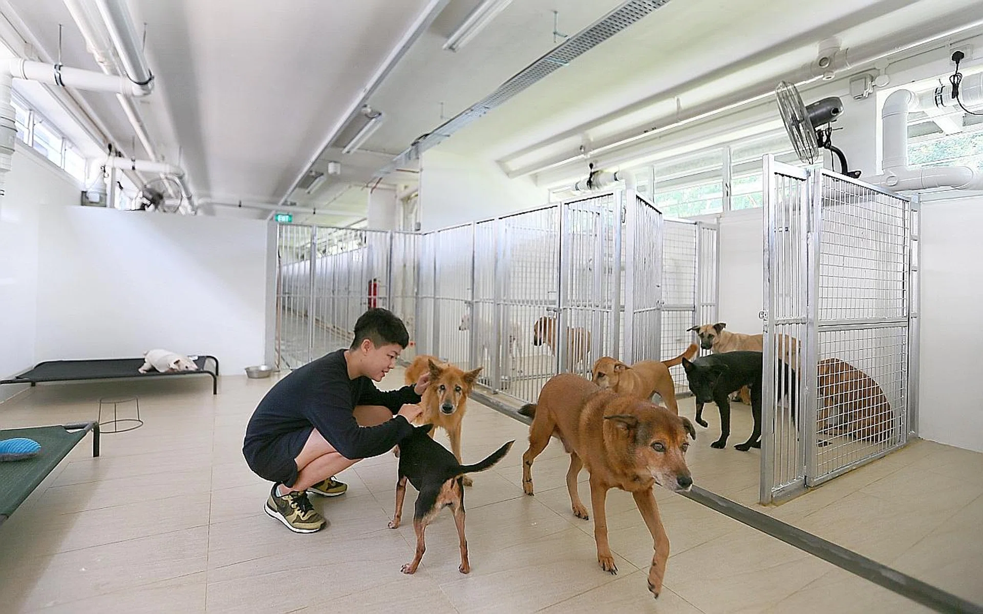 Mutts and Mittens employee Tan Soh Hwee with the rescued dogs at The Animal Lodge at Sungei Tengah Road yesterday. 