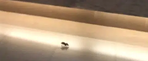 Rat spotted at same MBFC foodcourt a year ago