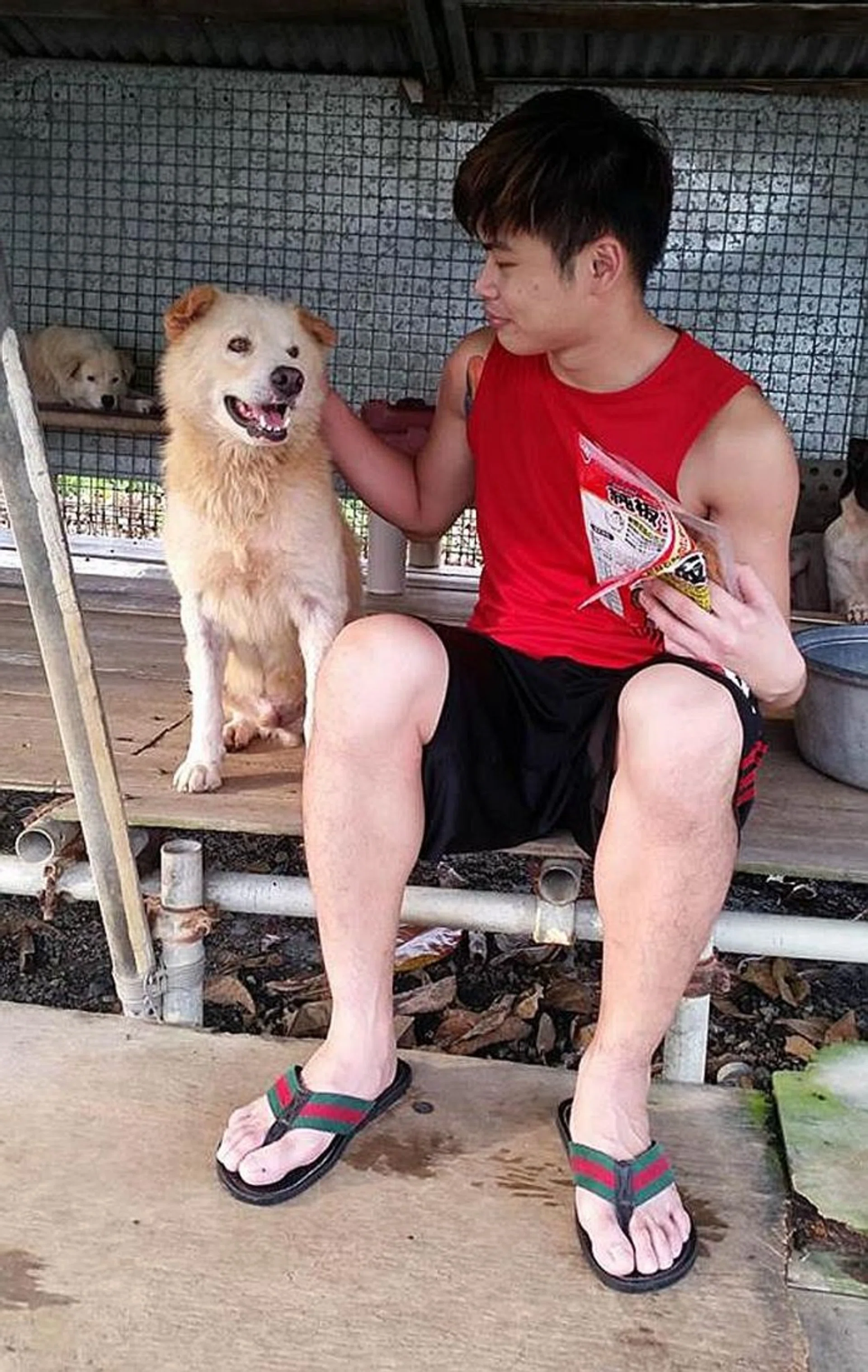 HURT: Mr Ong Ren Qin with Sayang, a dog that was injured in an accident on Sunday.  