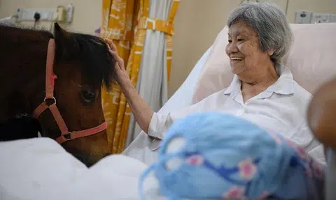 Miniature horses bring joy to nursing home residents