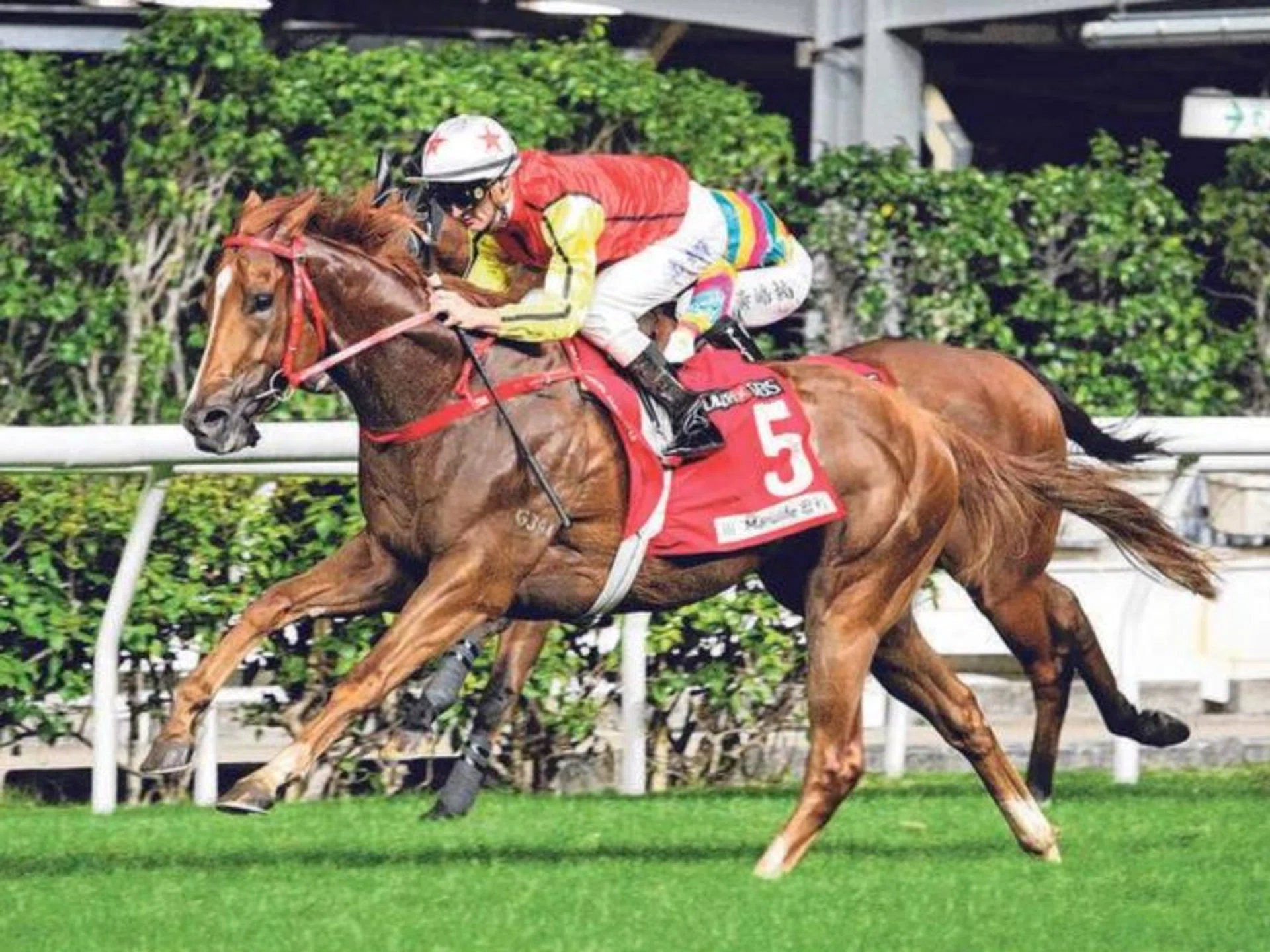 Heroic Master (Zac Purton) at his first win on Nov 9, 2022. He looks set to win again in Race 7 on Dec 11.