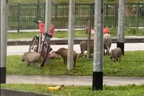Wild boar sighting near NTU leaves netizens amused and alarmed