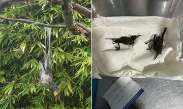 Glue traps found at Gardens by the Bay, sparking poaching concerns