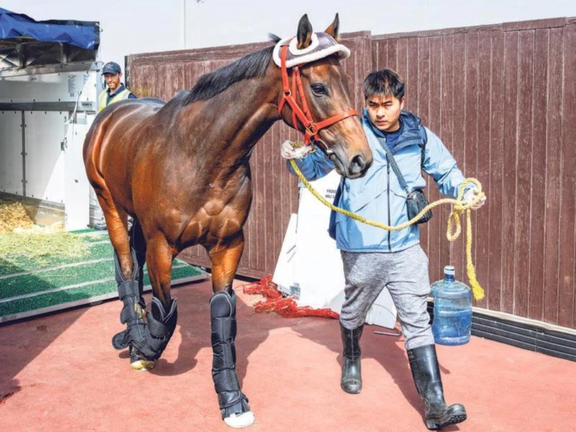 Romantic Warrior looking well after arriving in Dubai.
