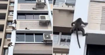 Monkeys do stunts on Jalan Besar HDB block