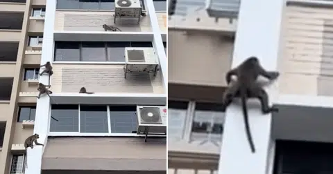 Monkeys do stunts on Jalan Besar HDB block