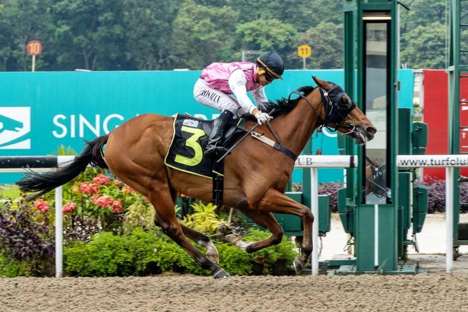 Fountain Of Fame (Iskandar Rosman) winning the Class 5 race (1,200m) at Kranji on Aug 13, 2023. He runs in the Class 4A race (1,400m) in Ipoh on Oct 19.