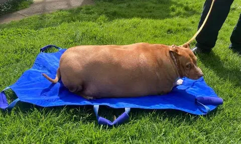 Woman in New Zealand jailed for overfeeding pet dog to death