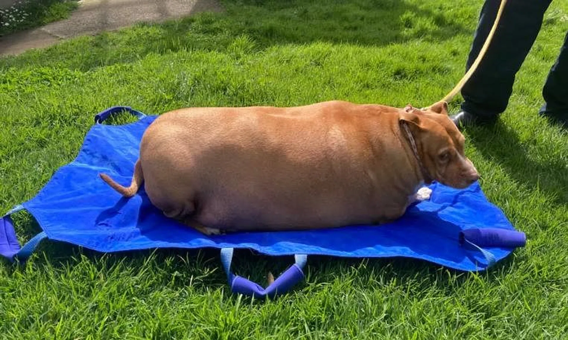 A woman in New Zealand was feeding her dog, named Nuggi, eight to 10 pieces of chicken a day, on top of dog biscuits.