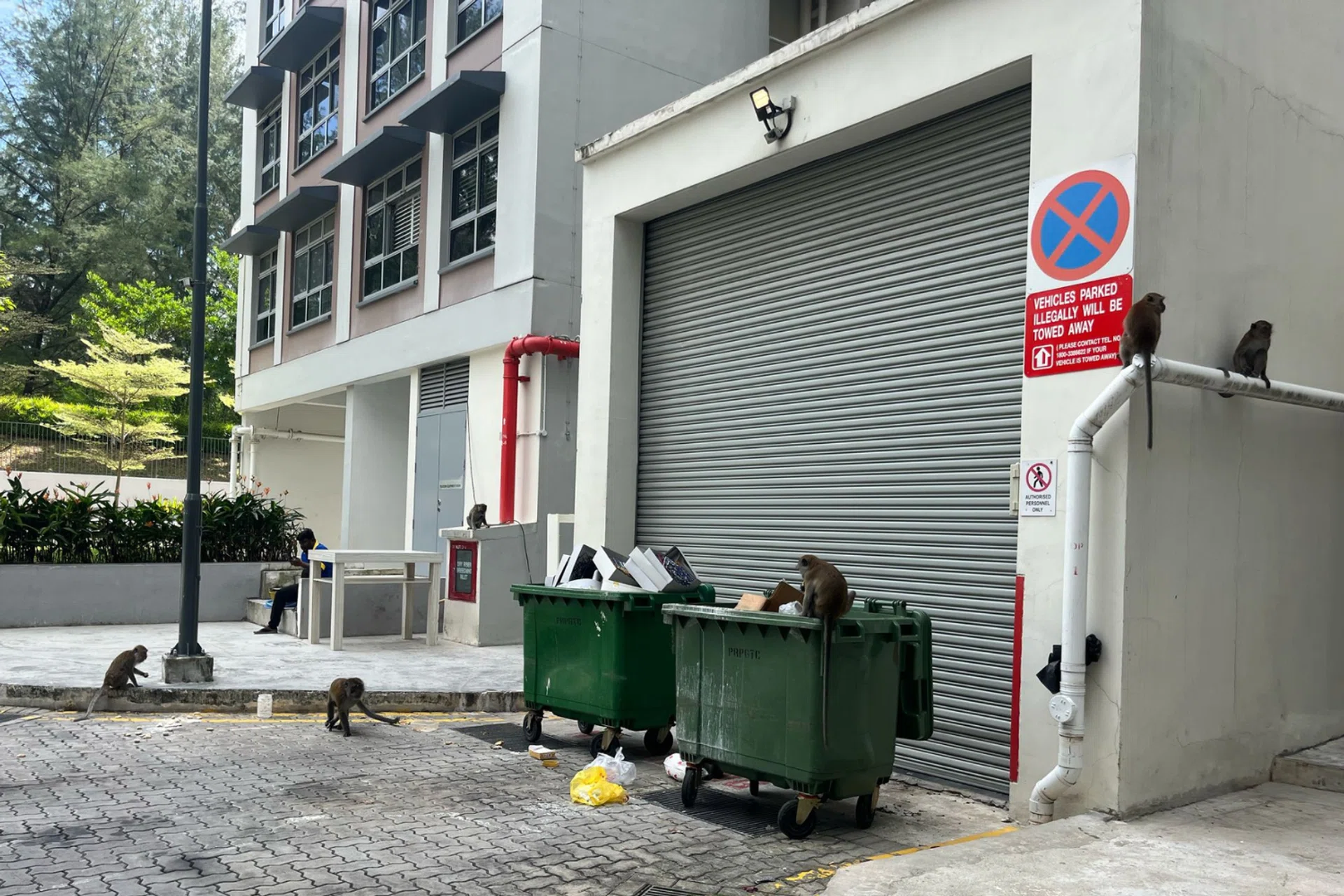 Monkeys in Punggol