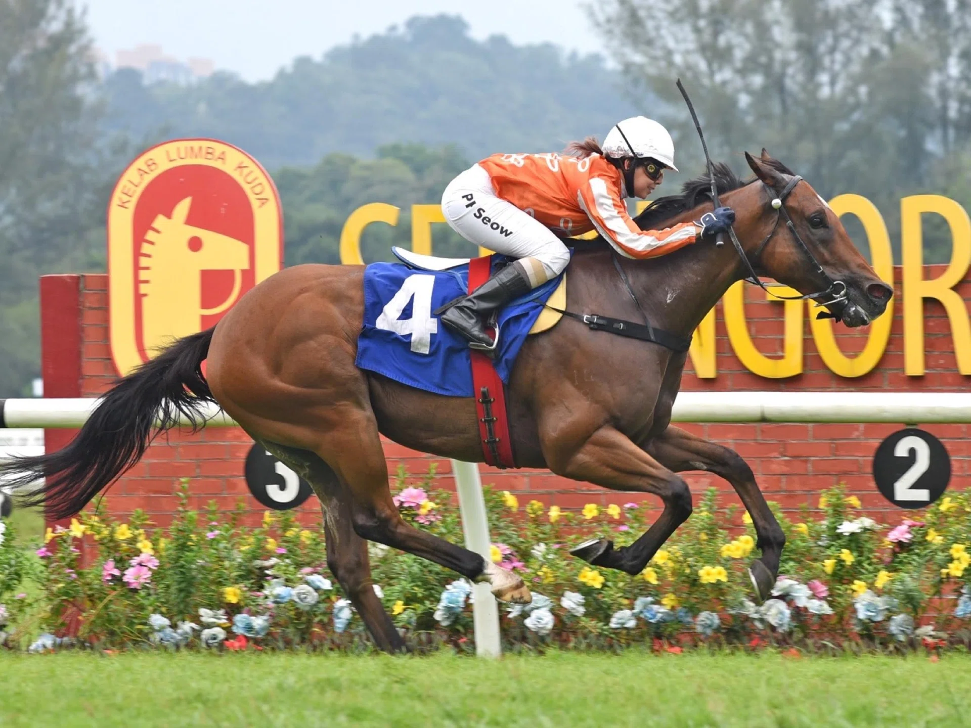 The Jason Ong-trained Pacific Vampire (Jerlyn Seow) easily winning a Supreme A race (1,100m) at Sungai Besi on May 18 to chalk up his sixth win. 

