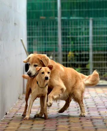 Cinderella the mutt gets her happily ever after