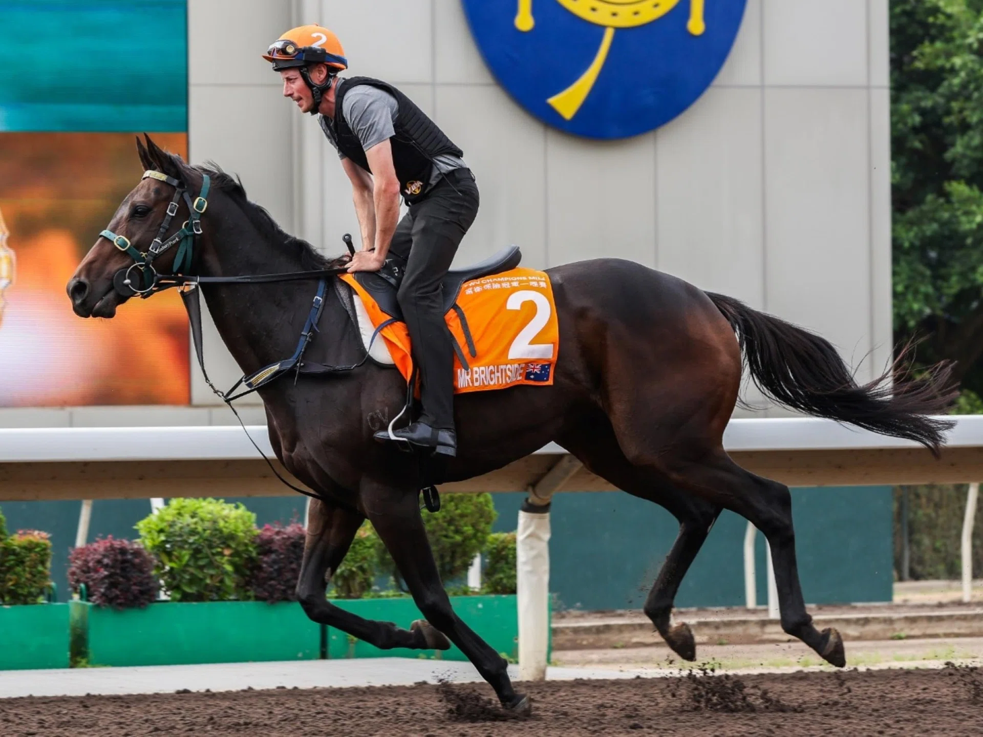 Mr Brightside going for an easy spin around the dirt track at Sha Tin on the morning of April 21.