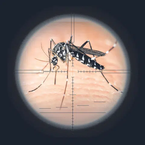 The 5-step mozzie wipeout