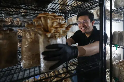 Mr Ong grows a variety of mushrooms in his farm, including the Lion's Mane, Royal Trumpet, Golden Oak Shitake, Sakura Pink Oyster, Golden Yellow Oyster and Yanagi Matsutake.
