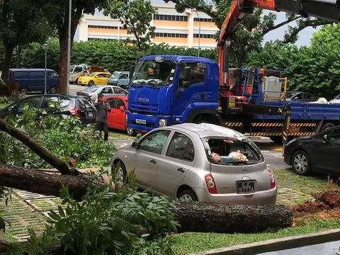 Tree falls on car at carpark