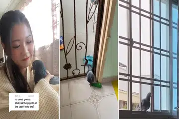 'Free to fly' pigeon forms decade-long bond with family