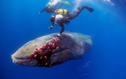 Freed whale showed gratitude, says rescuer