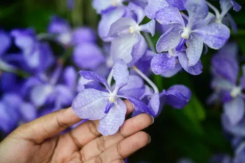 Is the Blue Vanda blue or purple - what do you see?